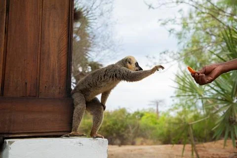 Common brown lemur (Eulemur fulvus) with orange eyes. Stock Photos