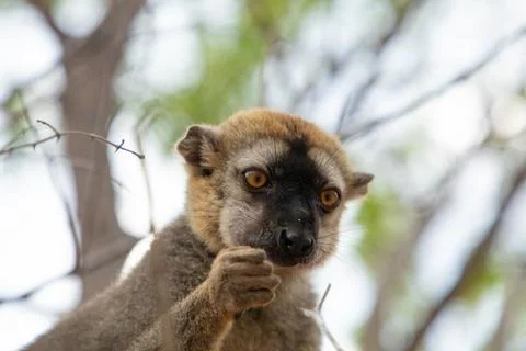 Common brown lemur Eulemur fulvus with orange eyes. Foto stock