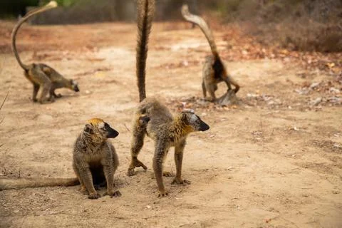 Common brown lemur Eulemur fulvus with orange eyes. Stock Photos