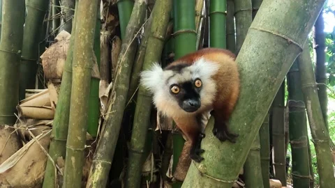 Common brown lemur - portrait , Animals of Madagascar. 4 K video clip 库存影片 201822346