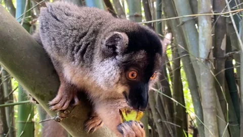 Common brown lemur - portrait , Animals of Madagascar. 4 K video clip Stock Footage 201846164