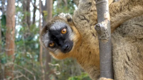 Common Brown Lemur - Red lemur (Eulemur rufus), Endangered, endemic.Madagascar Stock Footage 100565865