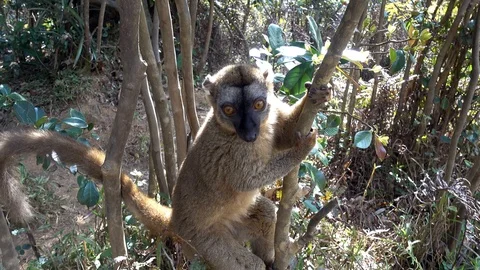 Common Brown Lemur - Red lemur (Eulemur rufus), Endangered, endemic.Madagascar Видео 100565994