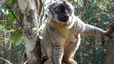 Common Brown Lemur - Red lemur (Eulemur rufus), Endangered, endemic.Madagascar Stock Footage 100566292