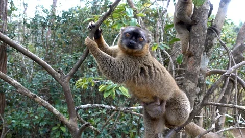 Common Brown Lemur - Red lemur (Eulemur rufus), Endangered, endemic.Madagascar Stock Footage 100566393