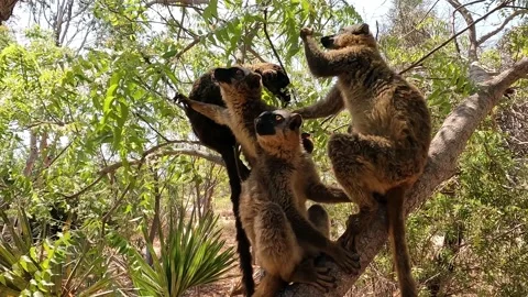 Common Brown Lemur - Red lemur (Eulemur rufus), Endangered, endemic.Madagascar Stock Footage 220954969