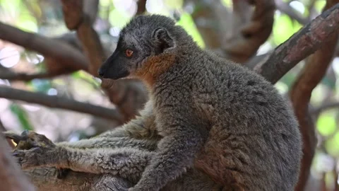 Common Brown Lemur - Red lemur (Eulemur rufus), Endangered, endemic.Madagascar Stock Footage 221690068