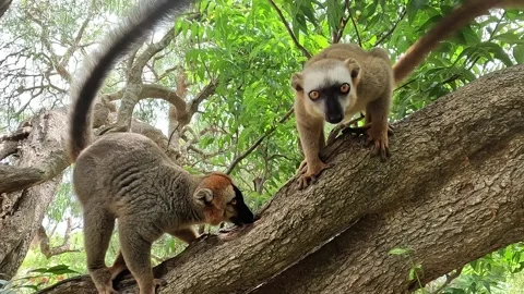 Common Brown Lemur - Red lemur (Eulemur rufus), Endangered, Madagascar Stock Footage 247868499