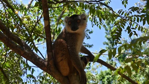 Common Brown Lemur - Red lemur (Eulemur rufus), Endangered, endemic.Madagascar Vidéo 295209784
