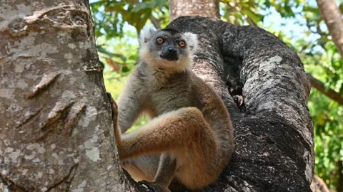 Common Brown Lemur - Red lemur (Eulemur rufus), Endangered, endemic.Madagascar Video stock 295210193