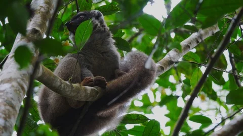 Common Brown Lemur in Tree Stock Footage 88566115