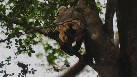 Common Brown Lemur in Tree Stock Footage 88567643