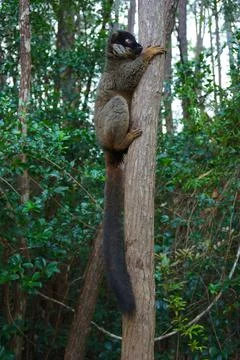Common brown lemur in tree Stock Photos