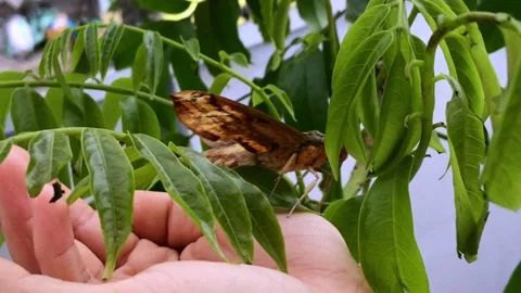 A common brown moth crawls on a hand and tree leaves Stock Footage 142342976