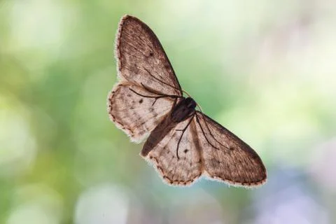 Common brown moth on a window underbelly view macro close up shot green folia Photos