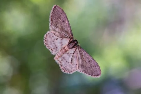 Common brown moth on a window underbelly view macro close up shot green folia Fotos de archivo