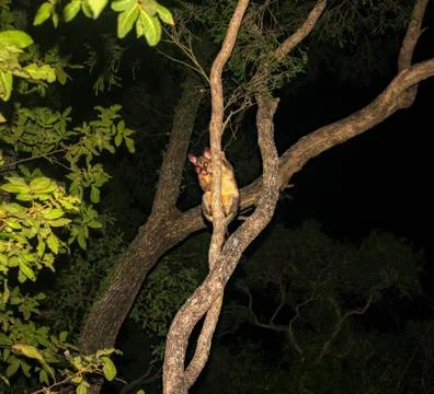 Common Brushtail Possum climbing a tree in Queensland rainforest Stockfoto's