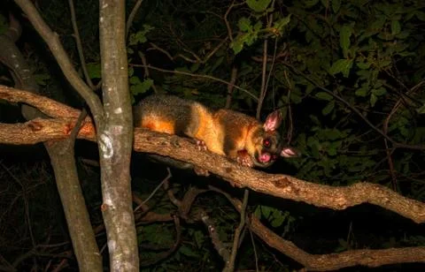 Common Brushtail Possum climbing a tree in Queensland rainforest Stockfoto's