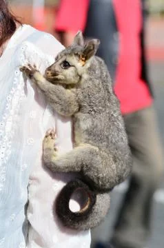 Common brushtail possum Stock Photos