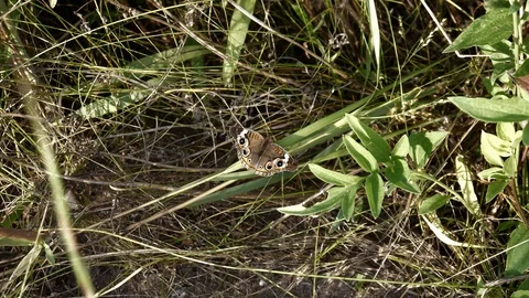 Common buckeye butterfly gently flaps its wings on the prairie. Video stock 91466500