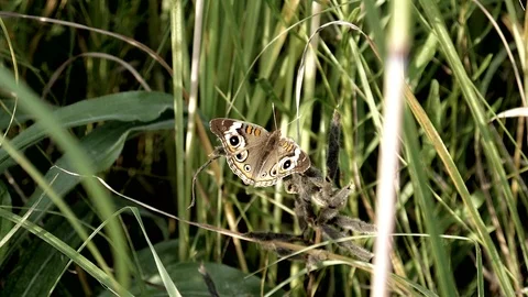 Common buckeye butterfly gently flaps in slow motion. Stock-Footage 91883208