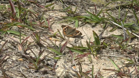 Common Buckeye Moth Video stock 38101493