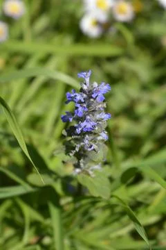 Common bugle Stock Photos