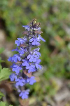 Common bugle Stock Photos