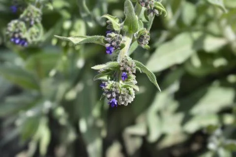 Common bugloss Stock Photos