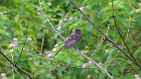 A common bulbul is on a dry branch Stock-Footage 316240963