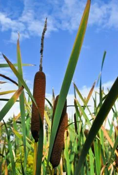 Common bulrush Stock Photos