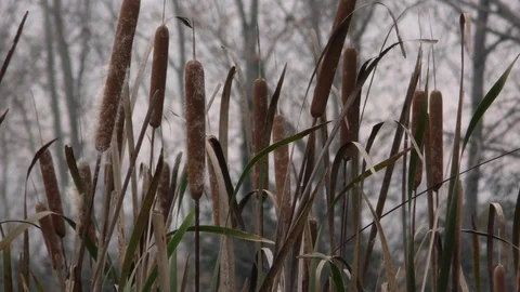 COMMON BULRUSH TIPHA LATIFOLIA Stock Footage 70128348