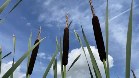 Common Bulrush  (Typha latifolia) against a blue summer sky 動画素材 280713517