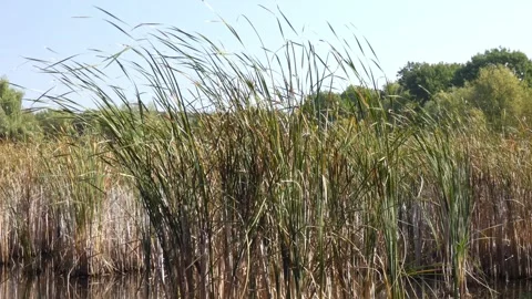 Common bulrush (Typha latifolia) tall green reeds swaying in wind Vidéo 337779896