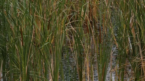 Common bulrush (Typha latifolia) vertical stalks in swamp, close view Stockbeeldmateriaal 337774302