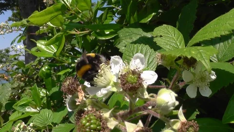 Common Bumblebee on Bramble Video stock 99065386