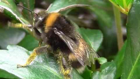Common Bumblebee pollinating Video stock 99065683