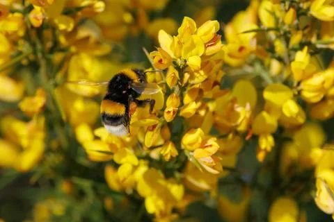 Common Bumblebee Pollinating Gorse Flowers in the Mariola Mountain Range Фото