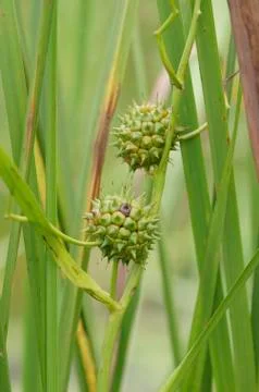 Common Bur-reed (Sparganium eurycarpum) Seeds Stock Photos