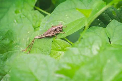 Common bush cricket 库存照片