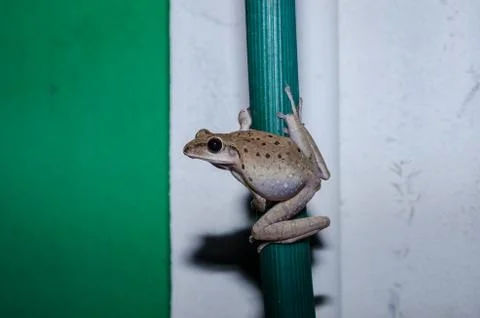 Common Bush Frog Stock Photos