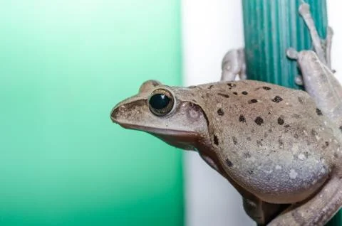 Common Bush Frog Stock Photos