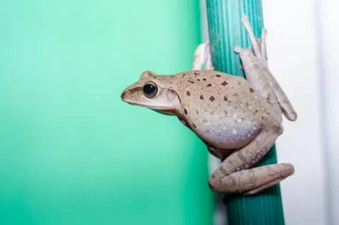 Common Bush Frog Stock Photos