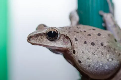 Common Bush Frog Stock Photos