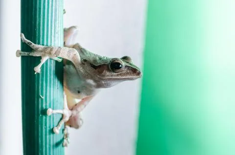 Common Bush Frog Stock Photos