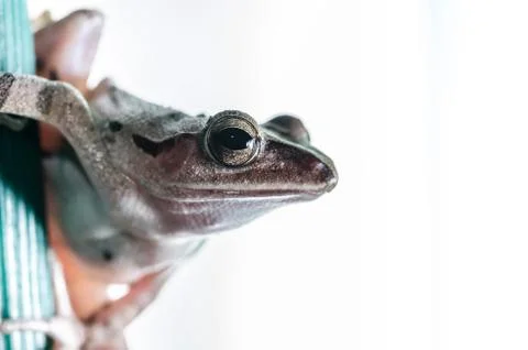 Common Bush Frog Stock Photos