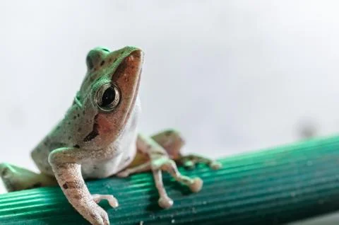 Common Bush Frog Stock Photos