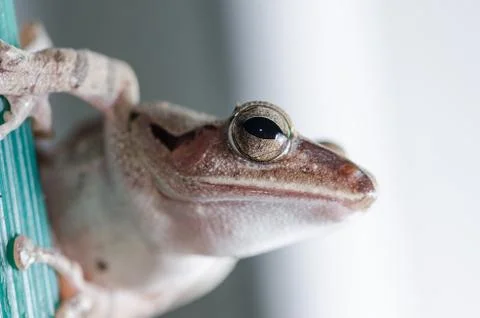Common Bush Frog Stock Photos
