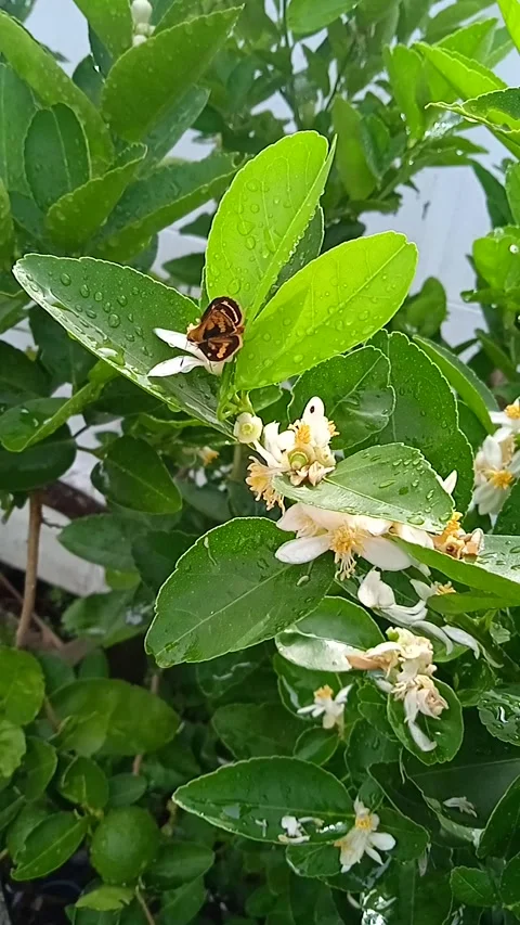 Common Bush Hopper eating nectar from lime flower in the morning. Stock Footage 316816211