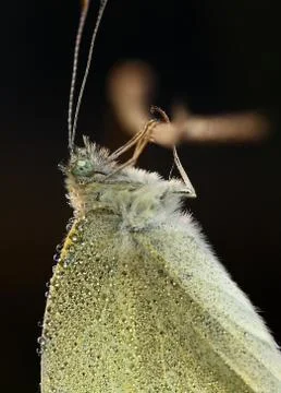 Common butterfly with dew drops Stock Photos